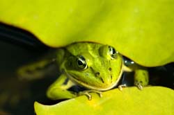 groene kikker onder blad